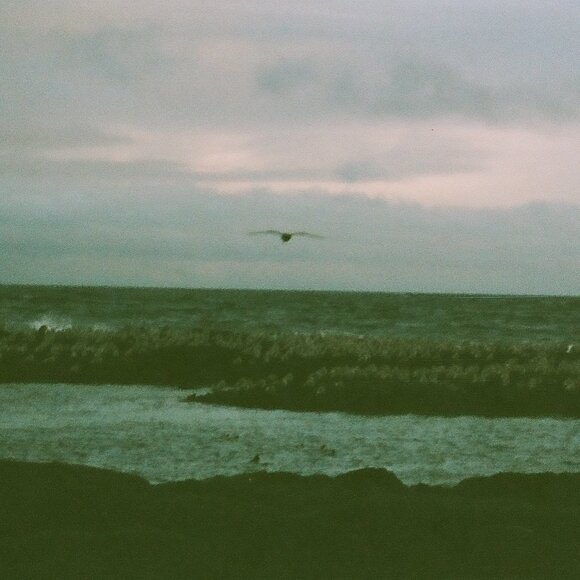 Meet your Posher, Lexi - Picture 1 of 1